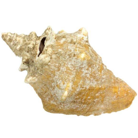 Queen Conch Sea Shell 9 Inch Natural Florida Beach Pink Beige Nautical Decor - Picture 5 of 7